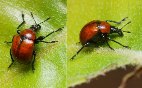 Attelabus nitens